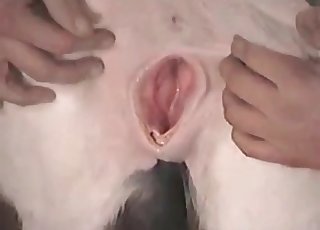 Awesome creampie load for a small horse