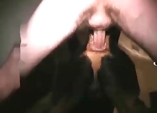 犬