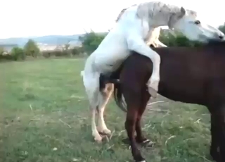 Mare with a wet hole is going to get covered