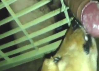 Caged animal is going to suck his huge boner