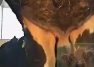 You get to see hot gay zoo sex up close today