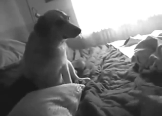 Teasing that animal is the hottest thing to do