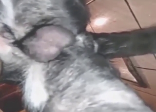 Erotic pleasure session with a sexed-up doggo