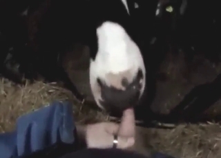Cow's long tongue is used for pleasure in POV