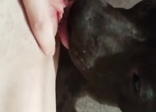 Russian zoophile porn crosses lines with licking