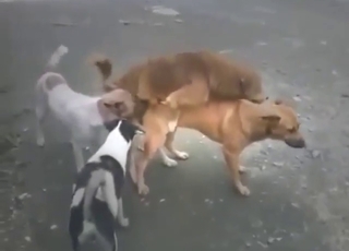 Them satisfied, after a long fuck, so good