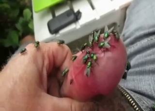 Zoo porn with a fly-covered cock is so legit