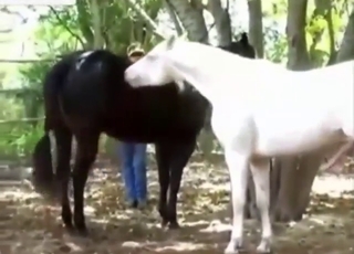 Outdoor bestiality porn with a bunch of horses
