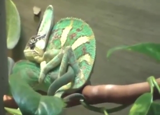 Hot chameleon in a twisted zoo porn movie