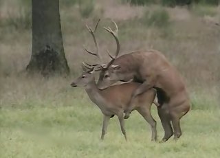 Dear fucks his gf in doggy style pose