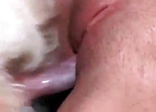 Dog fucking this pussy up close