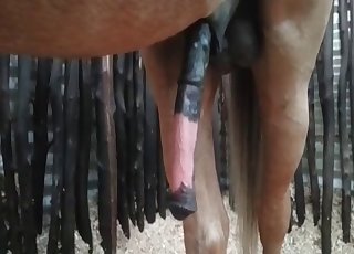 Take a closer look at horse's cock
