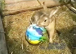 Rabbits fucking like in sane in the barn