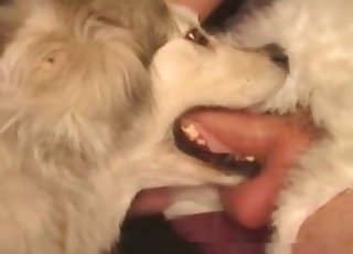 Doggy eating my hard dick in bedroom