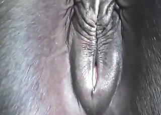 Close-up shots of horse's hot hole