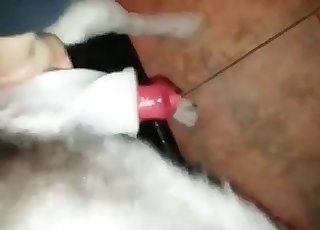 雞巴