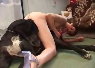 Sexy doggy nicely sucked by hot zoofil