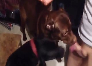 Cute angel and her sensual dog bf